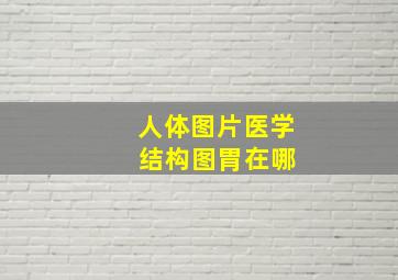 人体图片医学 结构图胃在哪